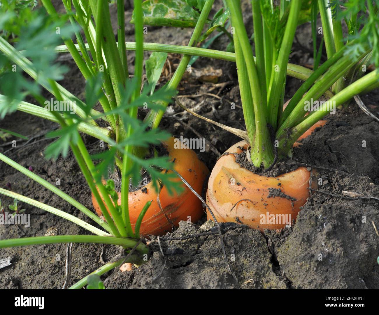 Carrot growing soil hi-res stock photography and images - Alamy