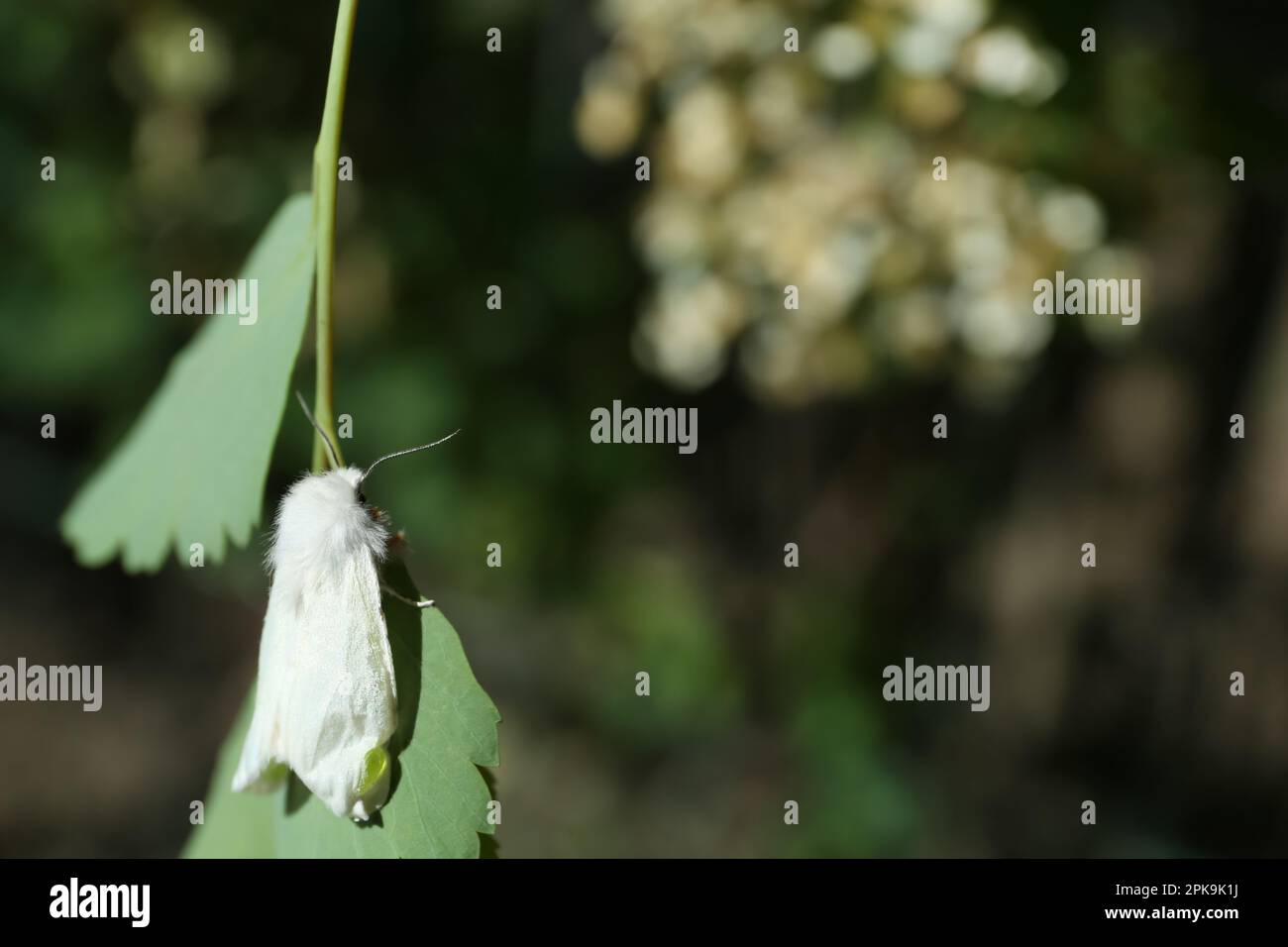 https://c8.alamy.com/comp/2PK9K1J/beautiful-moth-on-green-leaf-outdoors-closeup-space-for-text-2PK9K1J.jpg