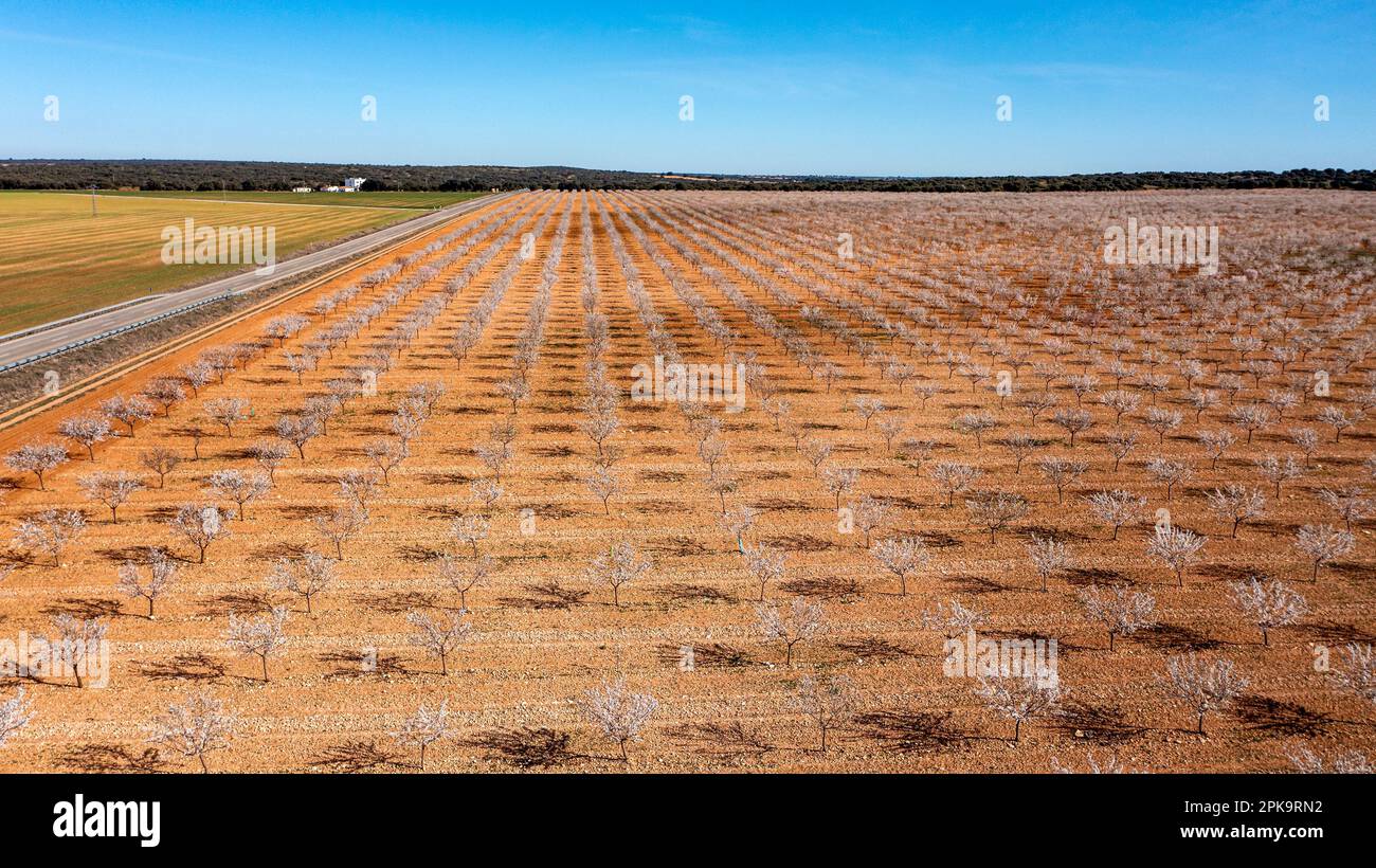 Extensive field of almond blossom trees from the view of a drone and ...