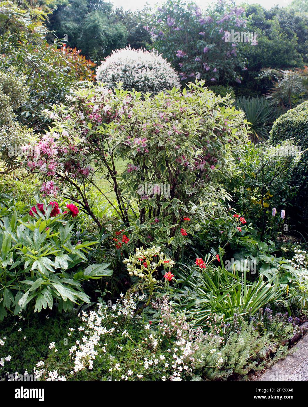 Spring plants in an English Garden Stock Photo Alamy