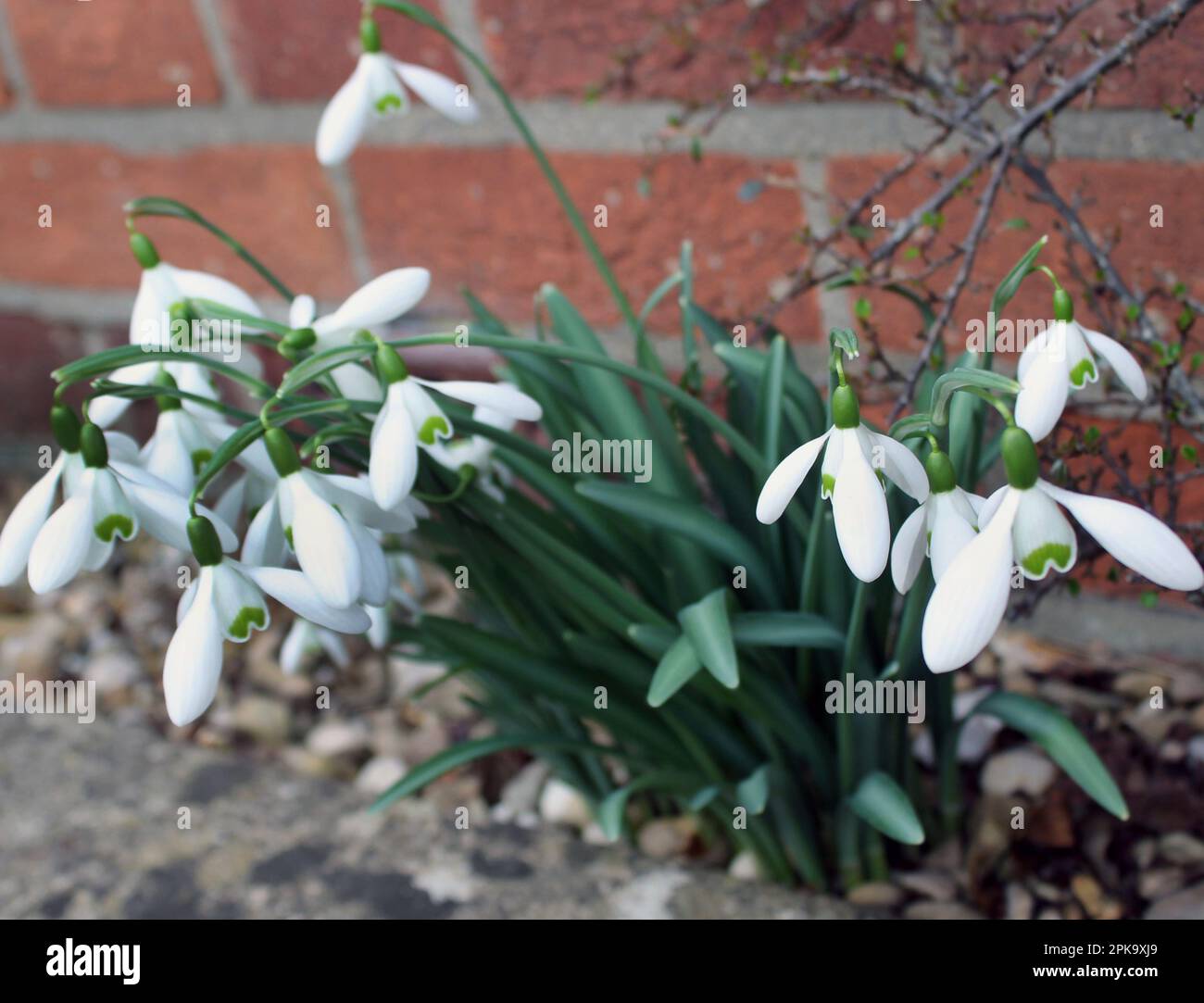 Snowdrops (Galanthus nivalis) flowers of hope in late winter Stock Photo