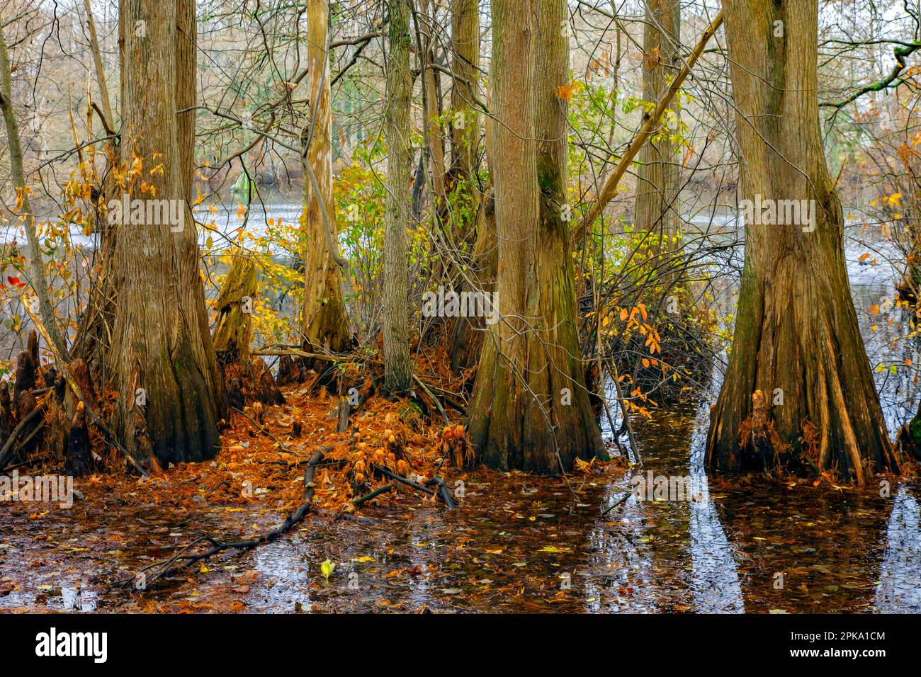 Bald Cypress in late autumn at Tussum Pond, Delaware Stock Photo