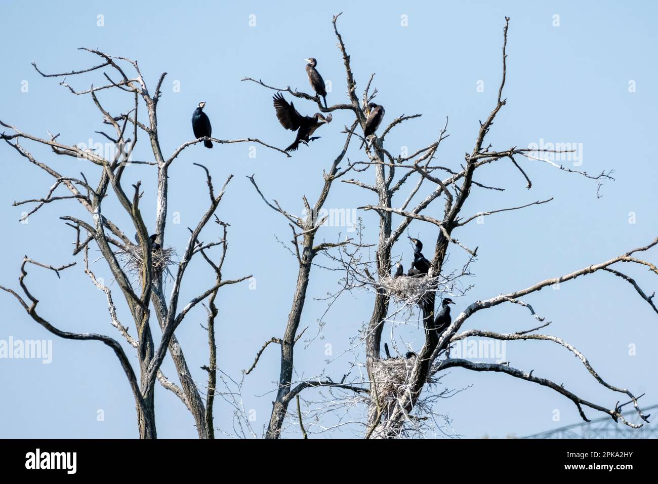 Cormorant ( Phalacrocorax carbo ) bird species of the cormorant family ...