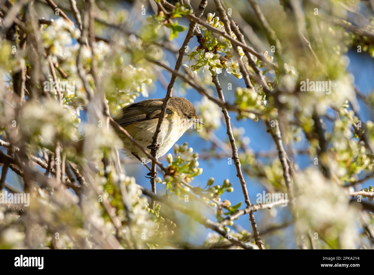 Chiffchaff or Willow Warbler (Phylloscopus collybita) on a flowering tree. Stock Photo