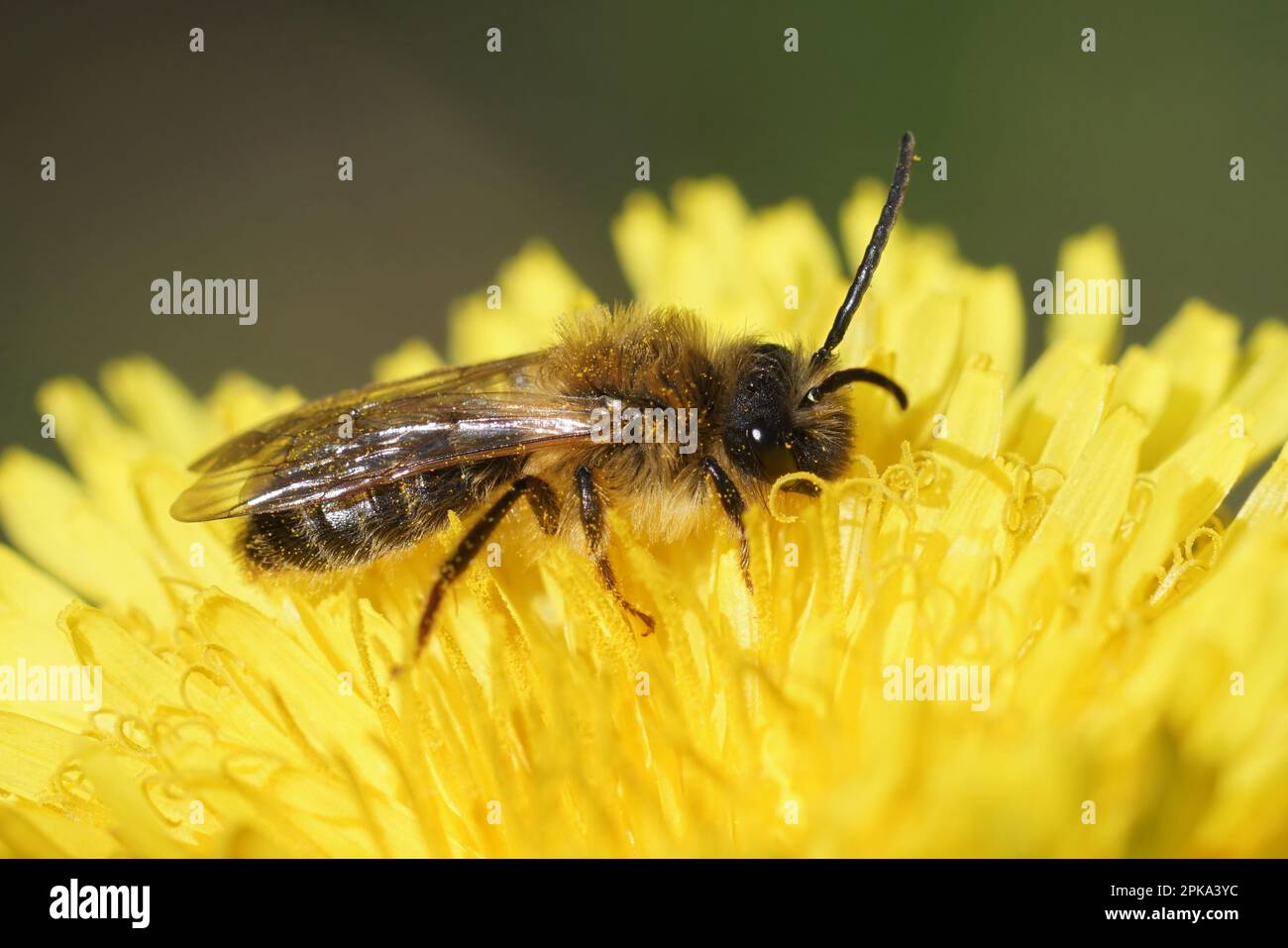 Detailed natural closeup on a female female grey-gastered mining bee ...
