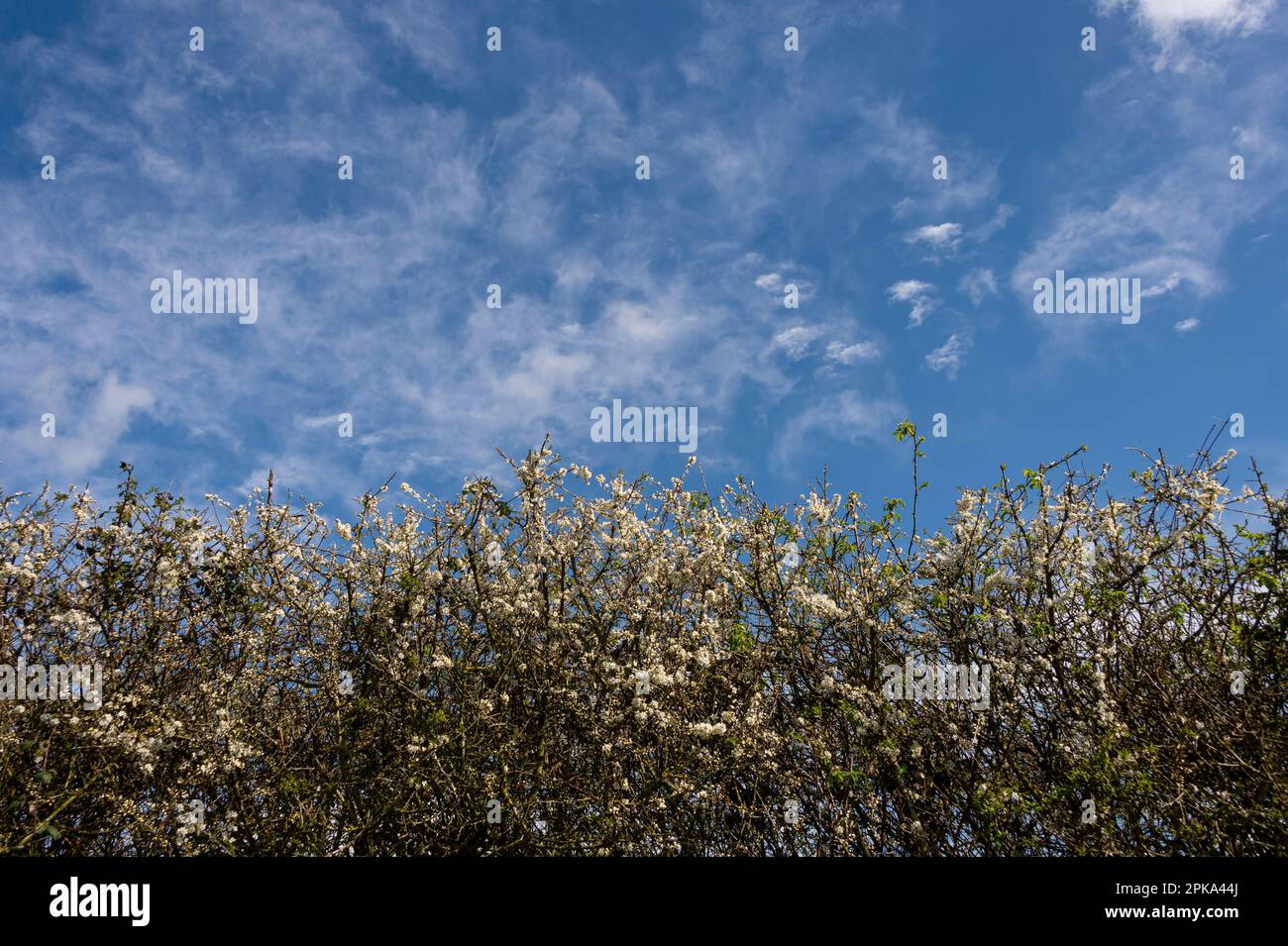 Spring hedge row with budding blossom with a blue sky Stock Photo