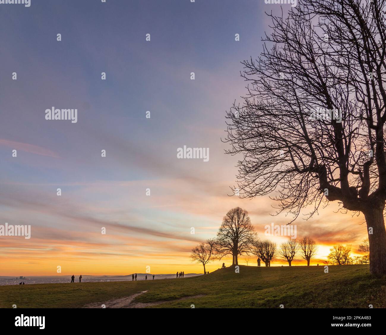 Vienna, meadow and viewpoint Bellevuewiese, leafless trees, fiery