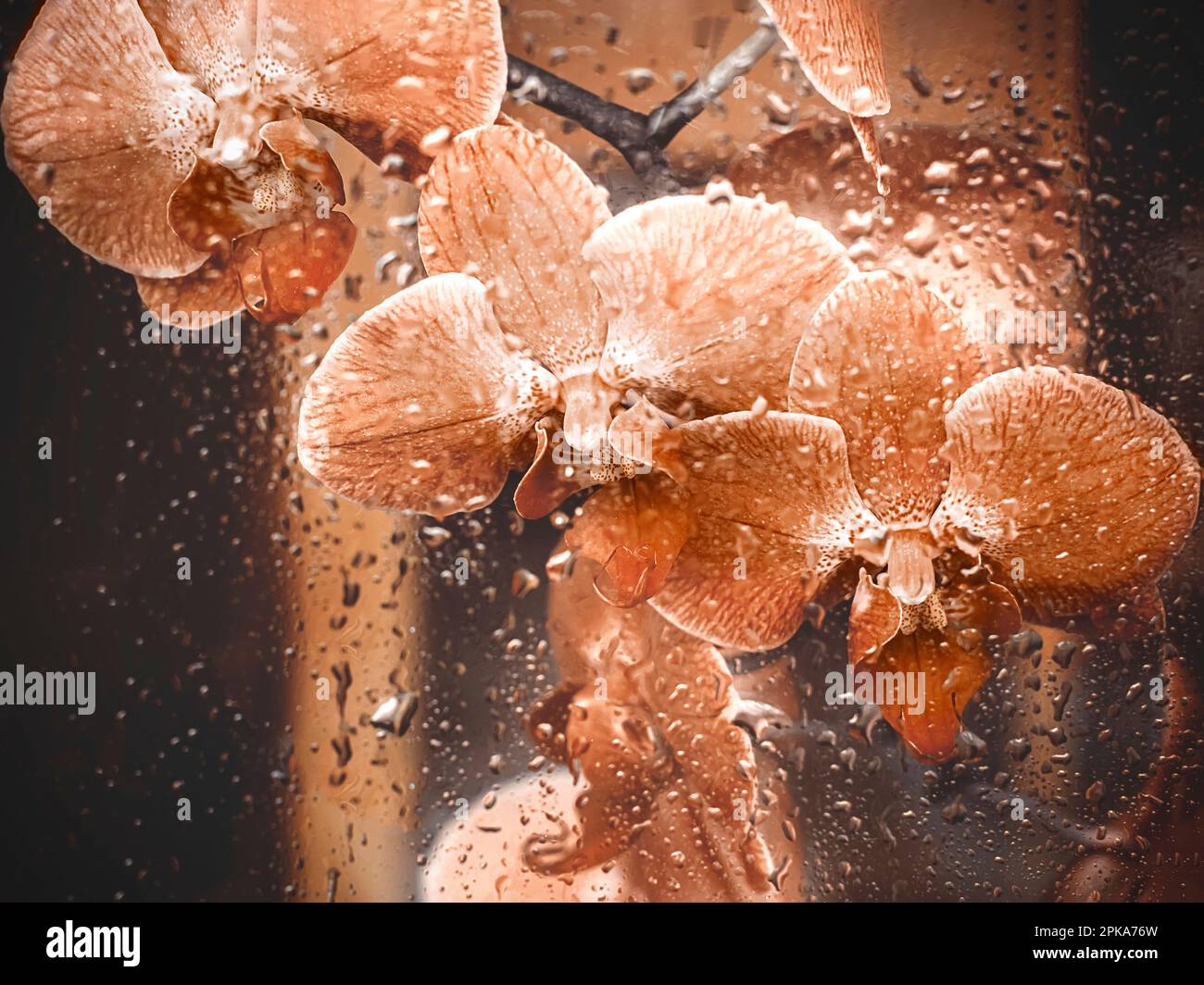 Orchids, sepia colors, glass pane, water drops Stock Photo
