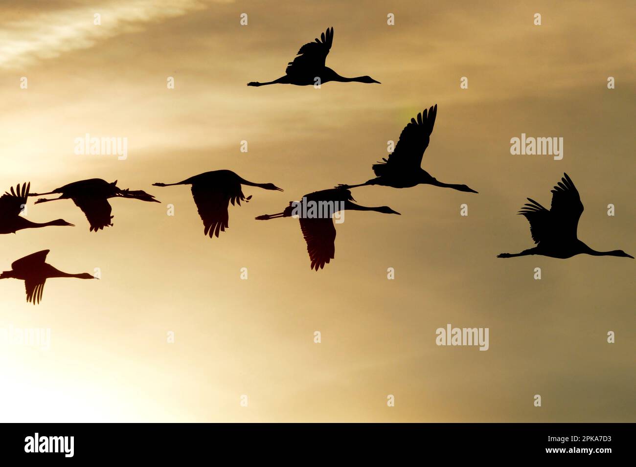 Cranes in flight, twilight, silhouettes Stock Photo