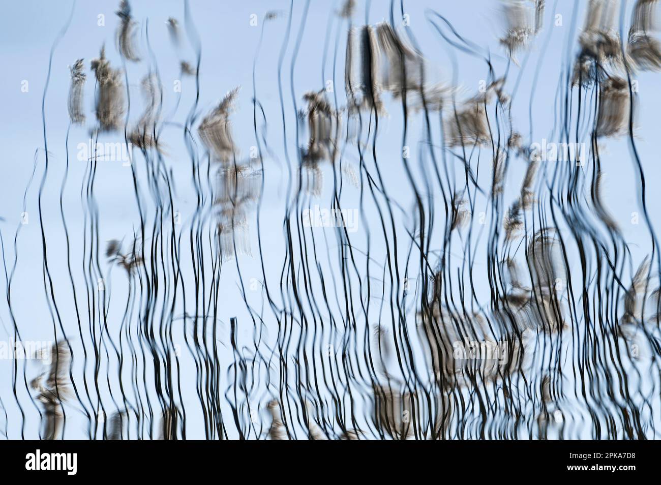 Reed grass reflected in the water of the lake, Lac d'Amance, Foret d ...