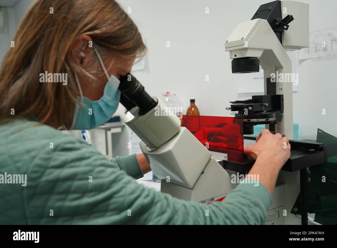 Study on opportunistic infections with Burkholderia cepacia complex using Zebra Fish embryos. Stock Photo