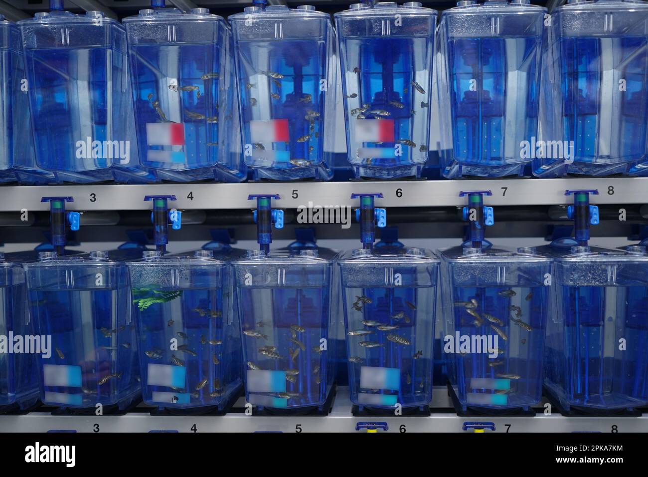 Study on opportunistic infections with Burkholderia cepacia complex