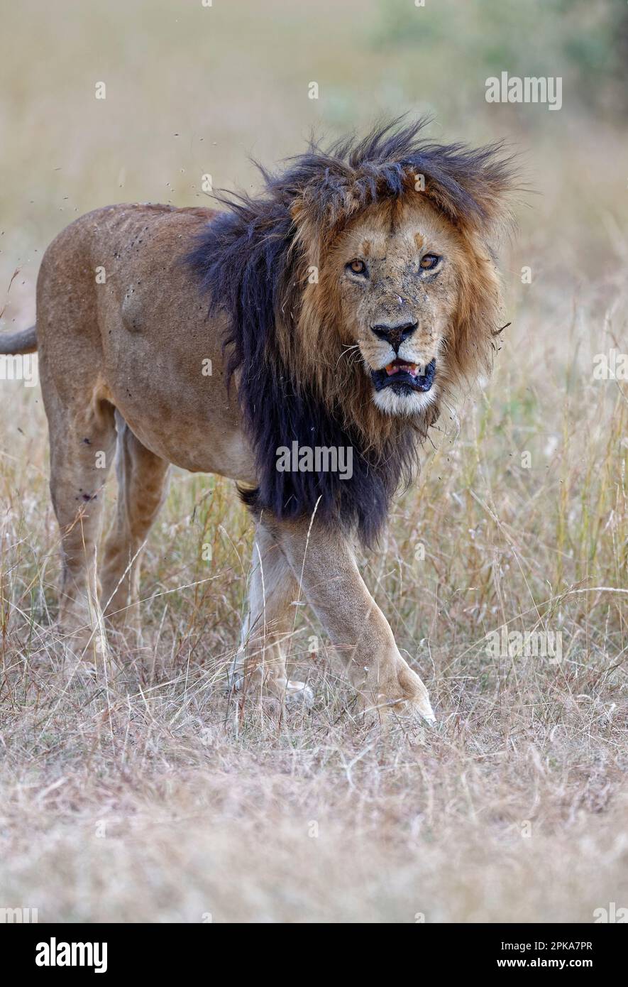 Maned lion (Panthera leo) with very dark mane, Maasai Mara Game Reserve, Kenya. Stock Photo