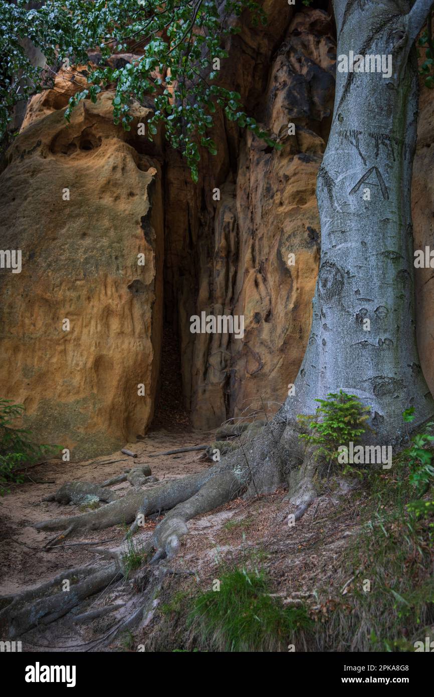 Schrammsteine tree with roots hi-res stock photography and images - Alamy