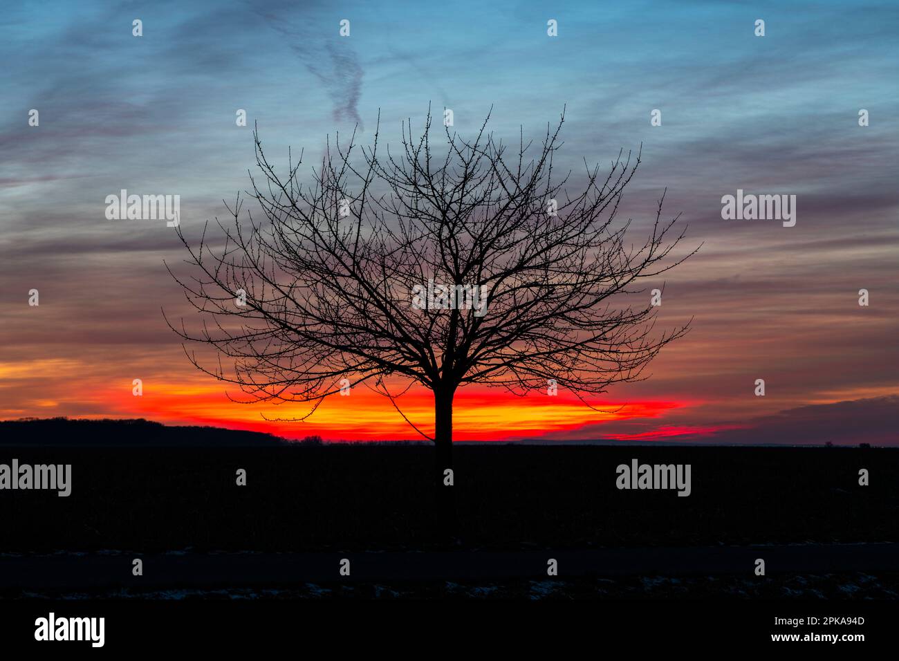 Tree silhouette in the evening glow. Stock Photo
