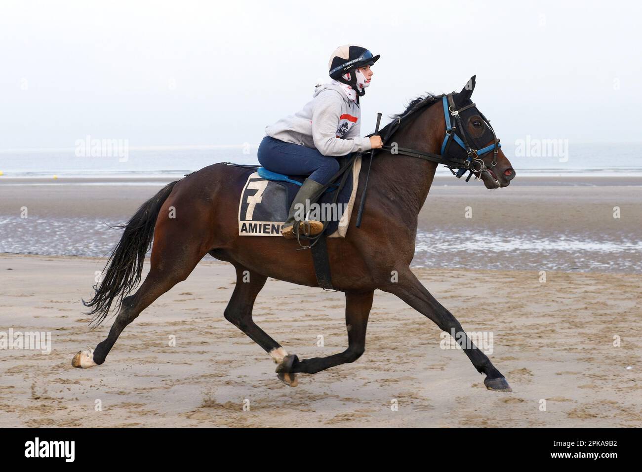 18.08.2022, France, Normandy, Deauville - Trotting horse at morning work on the beach. 00S220818D500CAROEX.JPG [MODEL RELEASE: NO, PROPERTY RELEASE: N Stock Photo