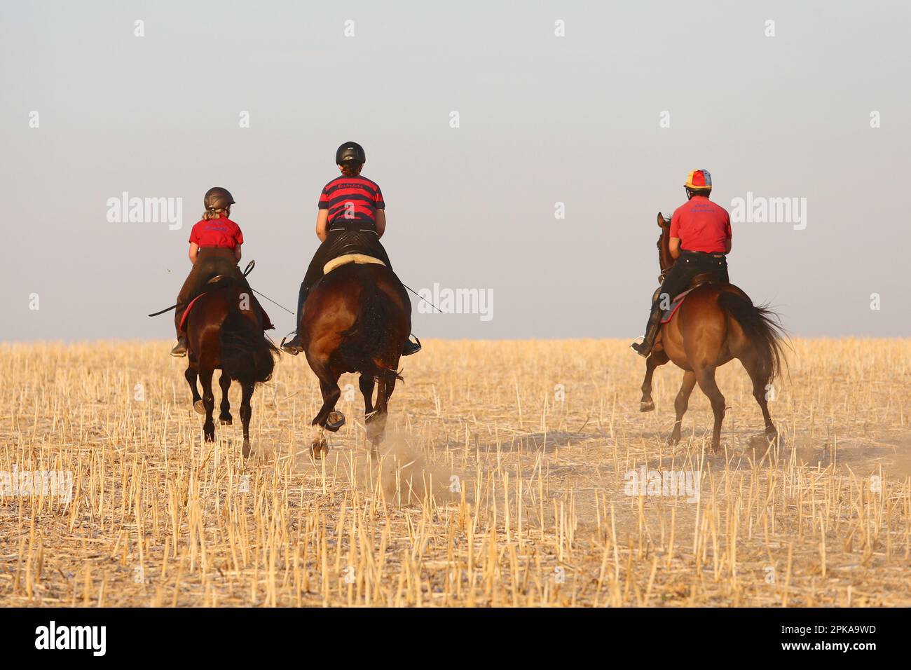 23.08.2022, Germany, Rhineland-Palatinate, Ingelheim - Young people riding across a stubble field in the morning. 00S220823D556CAROEX.JPG [MODEL RELEA Stock Photo