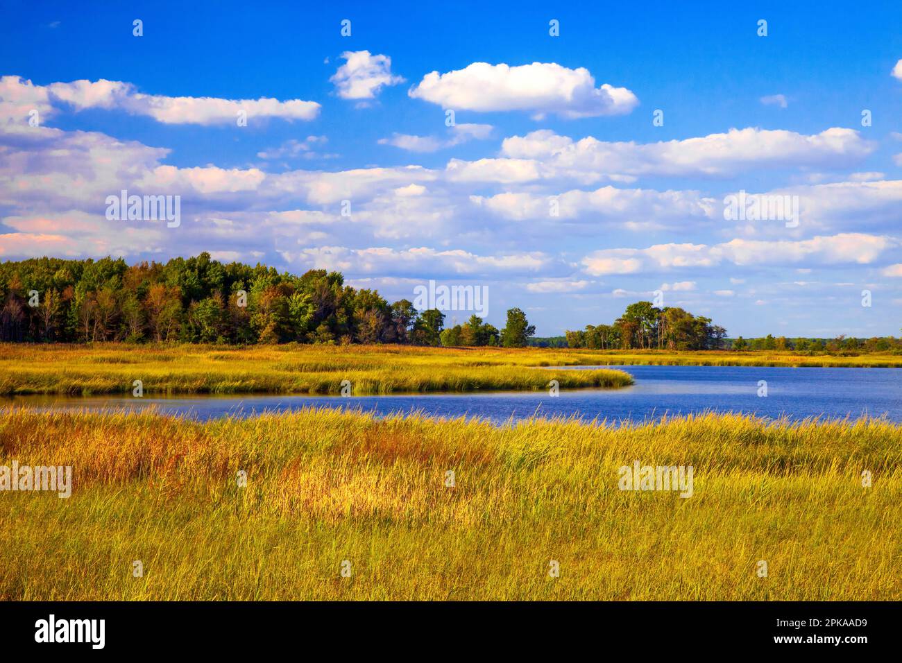A freshwater marsh at  Bombay Hook National Wildlife Refuge, Delaware Stock Photo