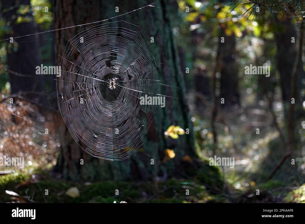 15.10.2022, Germany, Brandenburg, Dranse - Spider sitting in its web in the forest. 00S221015D228CAROEX.JPG [MODEL RELEASE: NOT Applicable, PROPERTY R Stock Photo