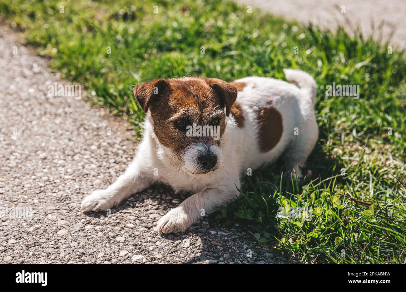 A small Jack Russell Terrier dog walking with his owner in a city alley
