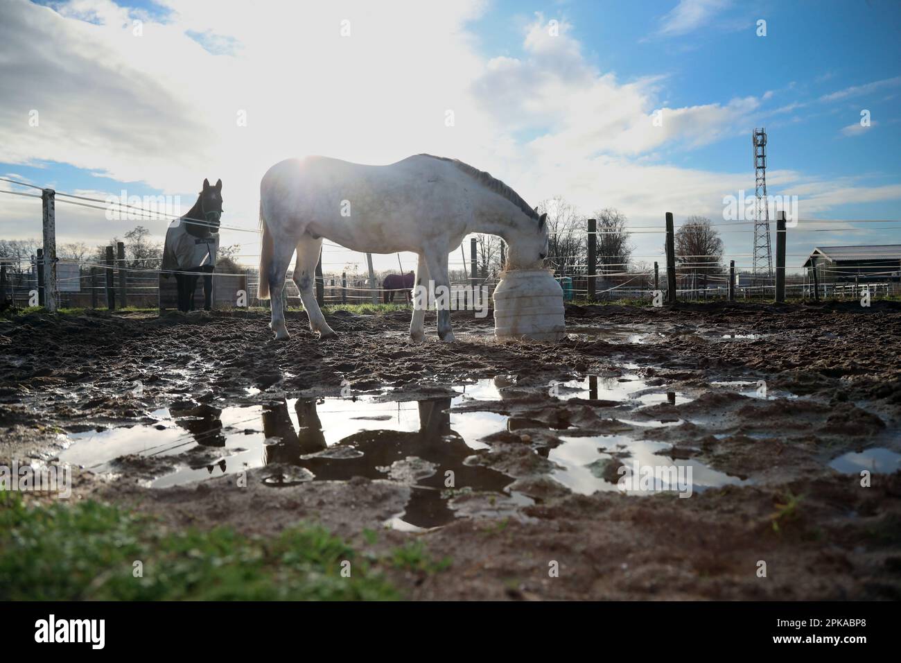 10.01.2023, Germany, Saxony-Anhalt, Magdeburg - Horse standing in a muddy paddock eating hay from a barrel. 00S230110D275CAROEX.JPG [MODEL RELEASE: NO Stock Photo