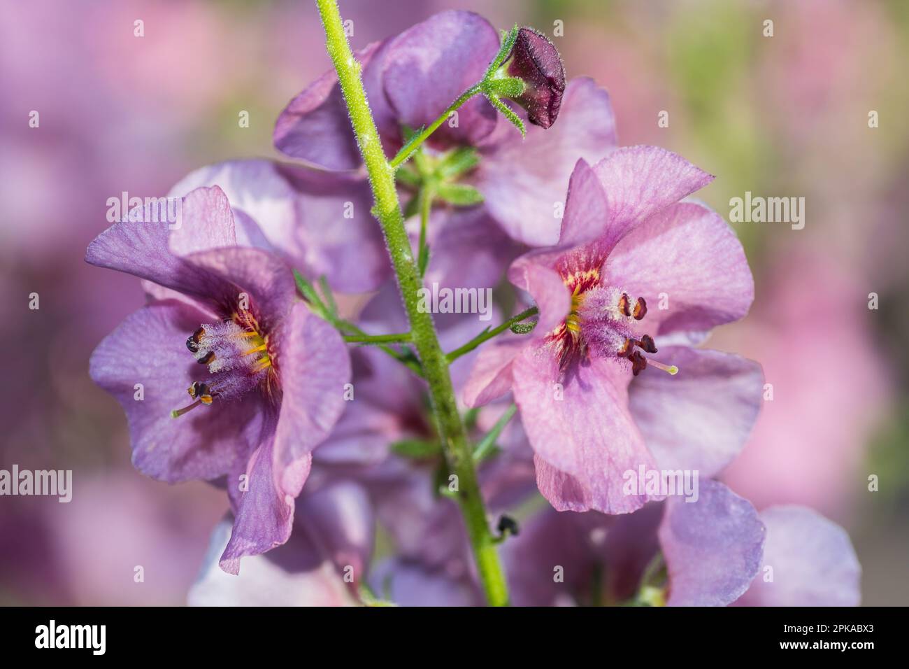 Close-up detail of the Verbascum phoeniceum plant in a Texas garden. Stock Photo