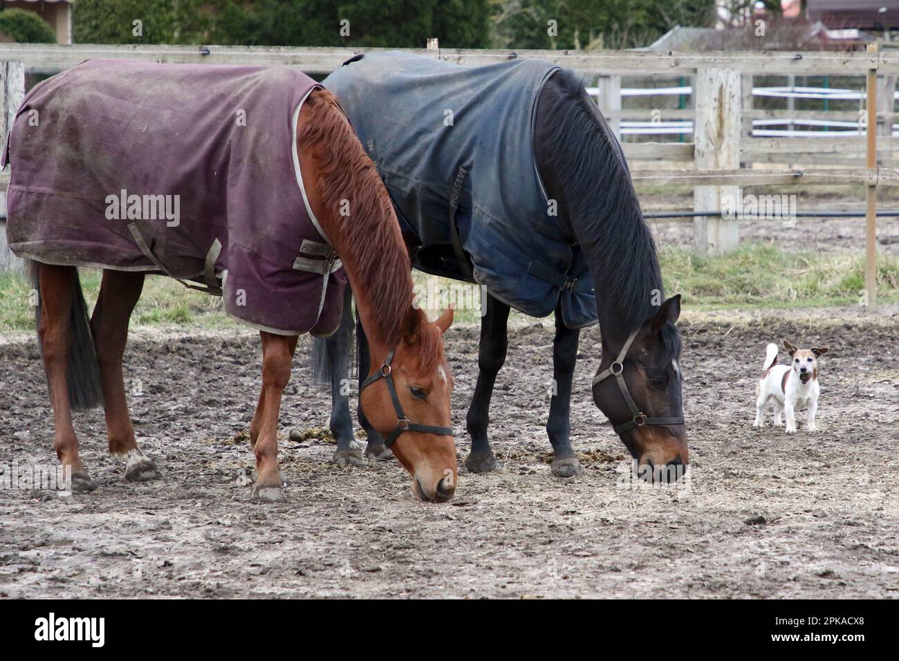 Concerned Horse Stock Photo by ©ca2hill 8963370