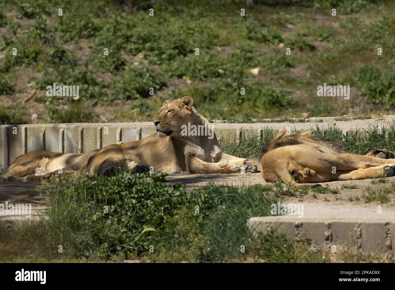 A group of lions basking in the sunlight in their zoo enclosure Stock ...