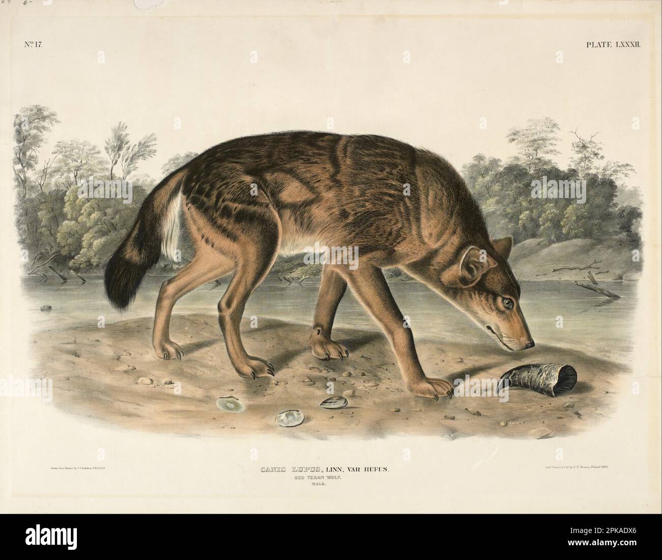 Red Texas Wolf (Canis Lupus) 1845 by John Woodhouse Audubon Stock Photo ...