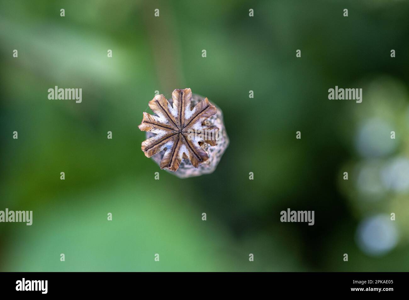 A close up of a dried seed head of a poppy Stock Photo - Alamy