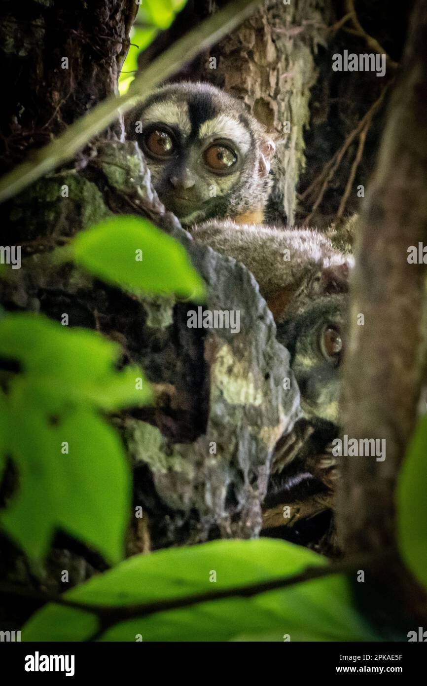 Night Monkeys (Aotus) n the Peruvian Amazon Stock Photo