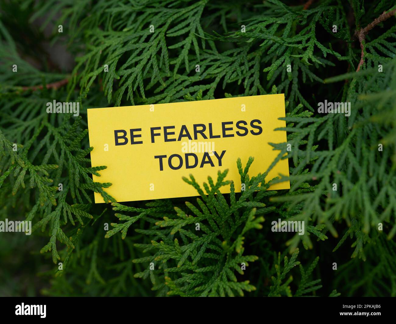 A yellow paper note with the phrase Be Fearless Today on it hanging on a arborvitae tree. Close up. Stock Photo