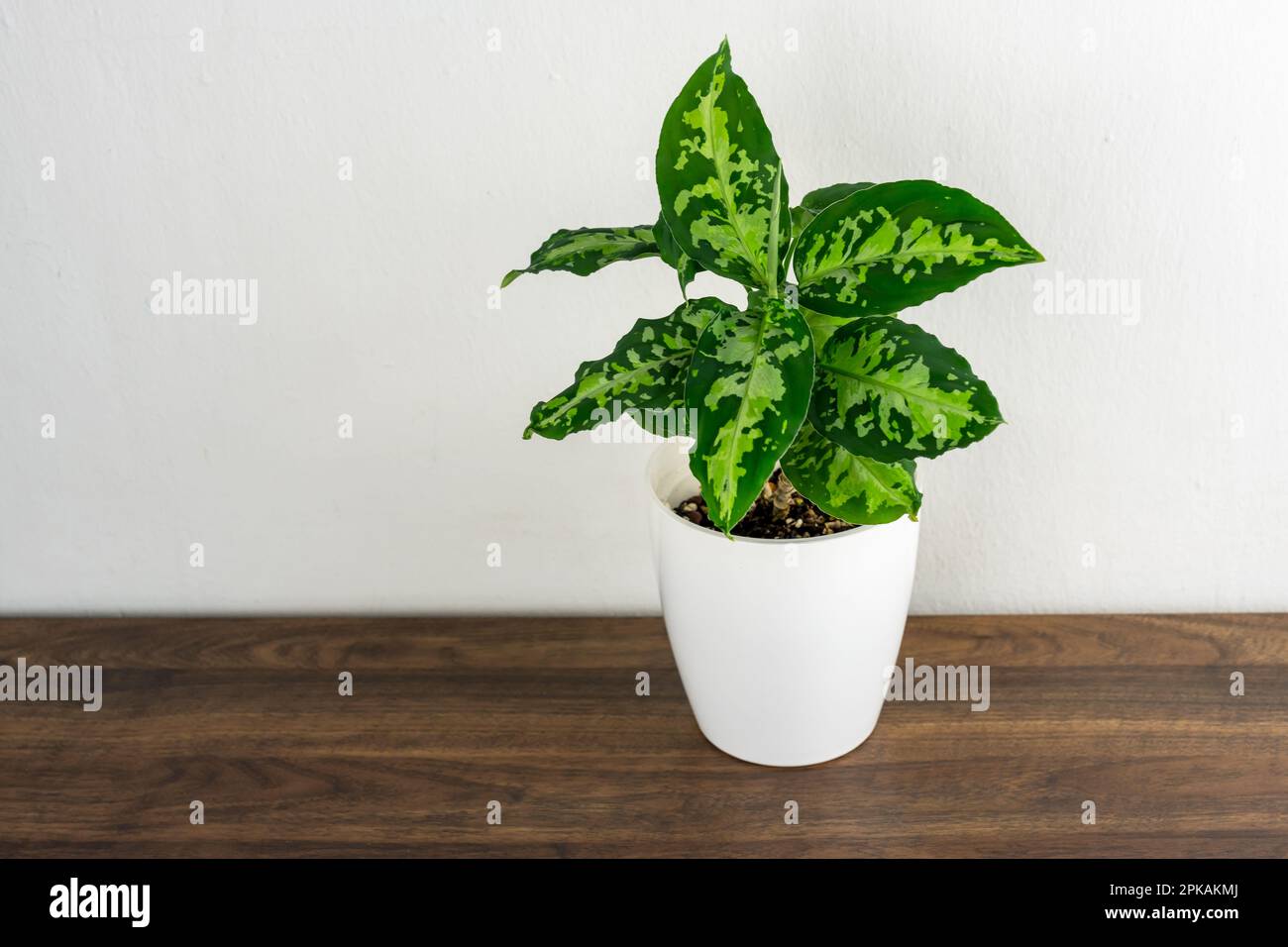 Aglaonema pictum tricolor plant on top of wood table Stock Photo