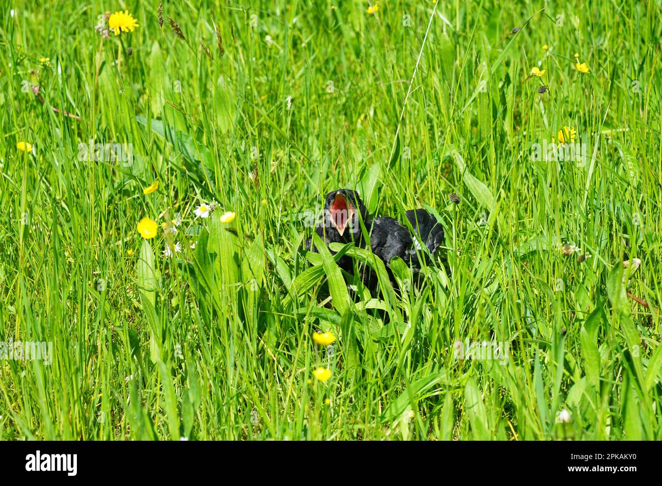 Little hungry screaming bird raven in a meadow, kleiner schreiender Rabe Vogel in einer Wiese in Bayern, Bavaria, Germany Stock Photo