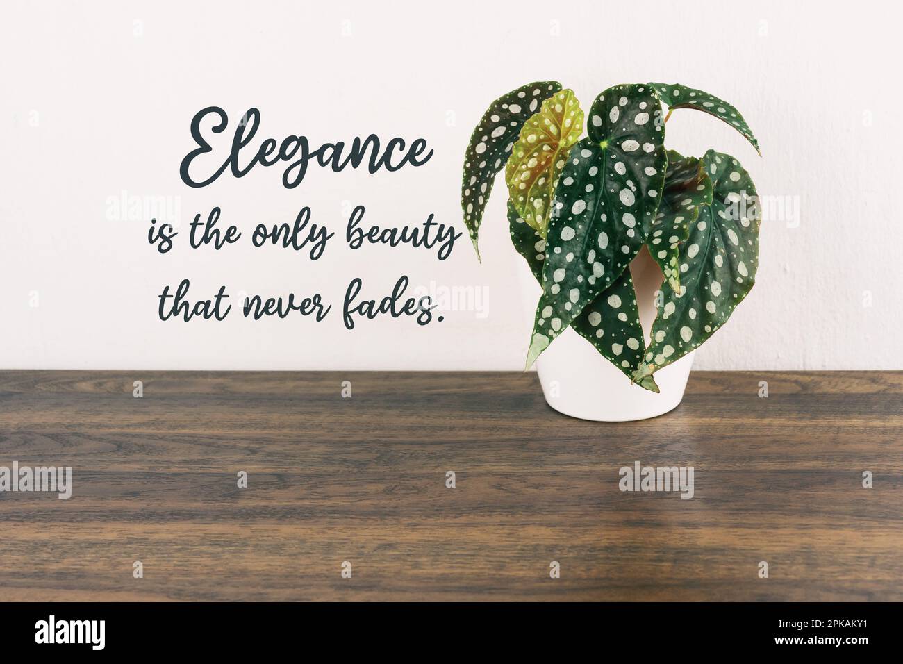 Begonia malculata with Inspirational quotes Elegance is the only