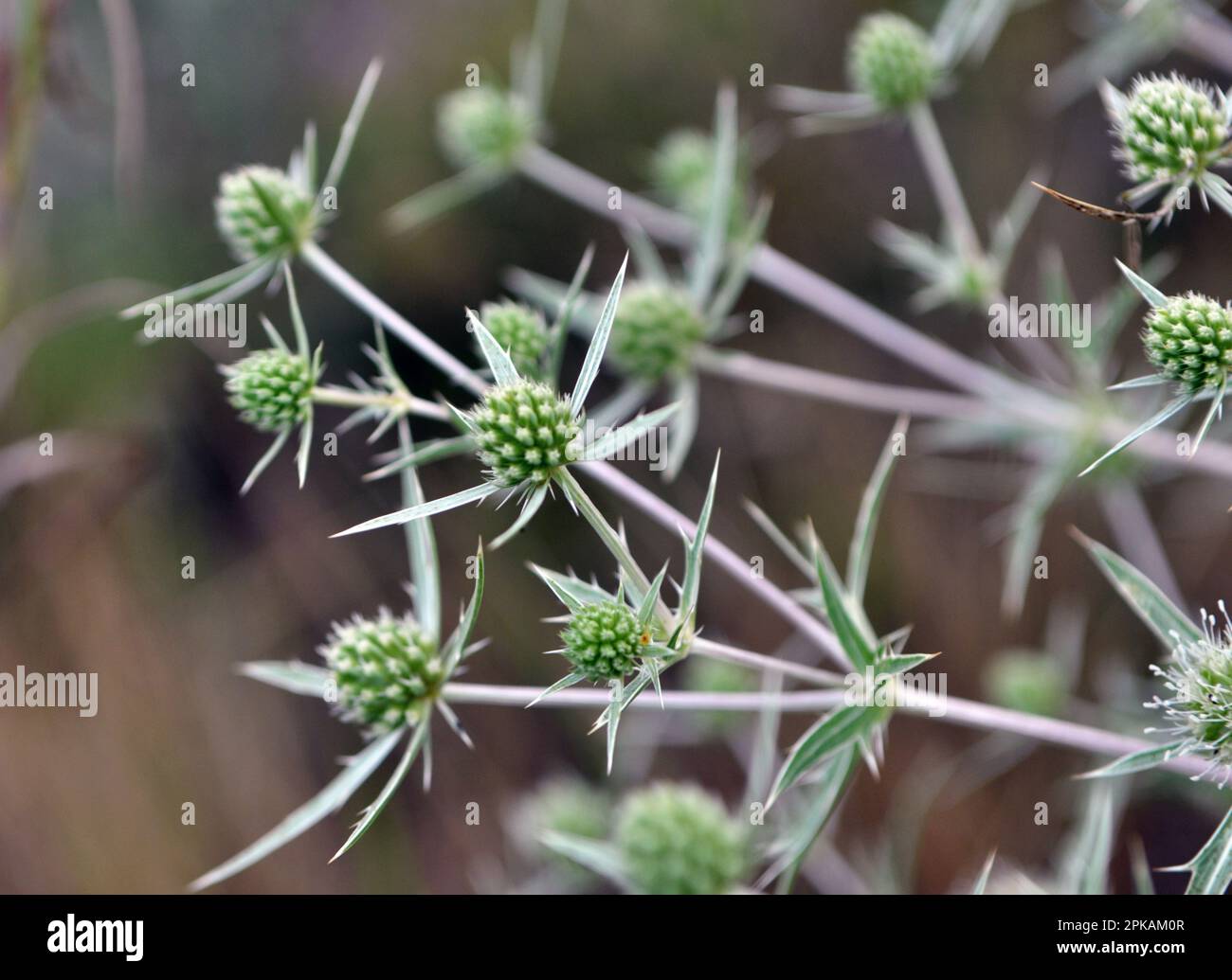 In the wild grows a thistle Eryngium campestre Stock Photo