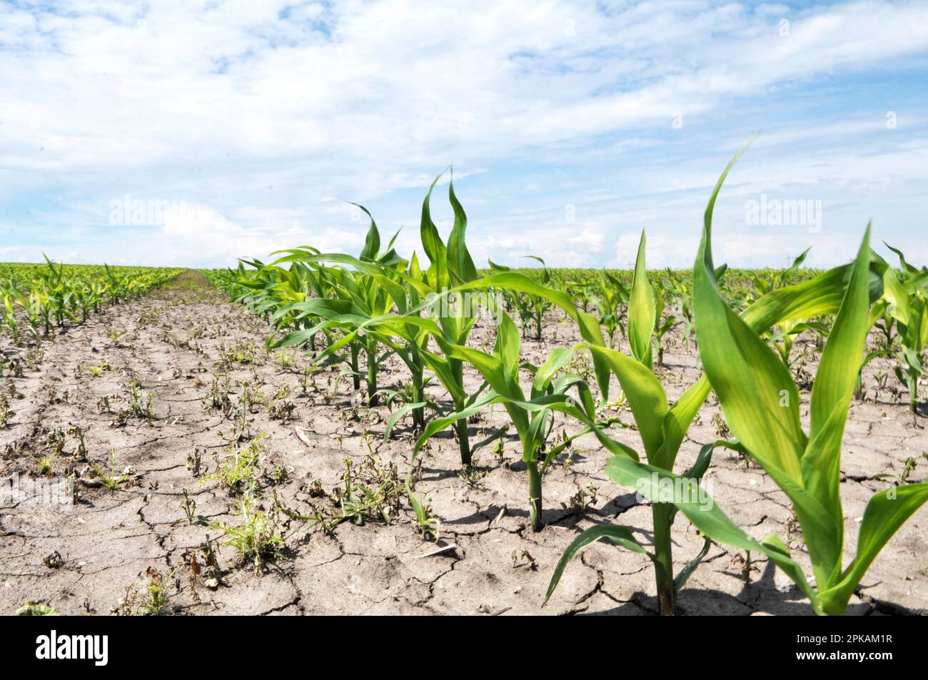 Young corn grows on the farm, which is protected against weeds by using ...