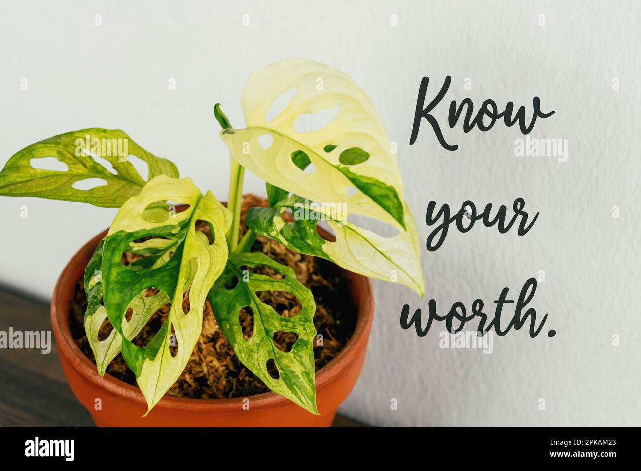 Potted plant with inspirational quote text know your worth on concrete wall Stock Photo