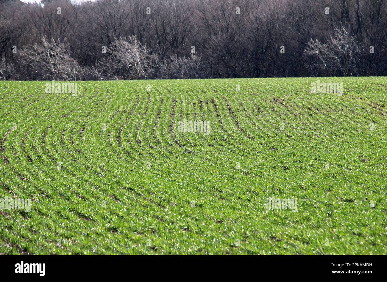 Good sowings of winter wheat in the spring farm field Stock Photo - Alamy