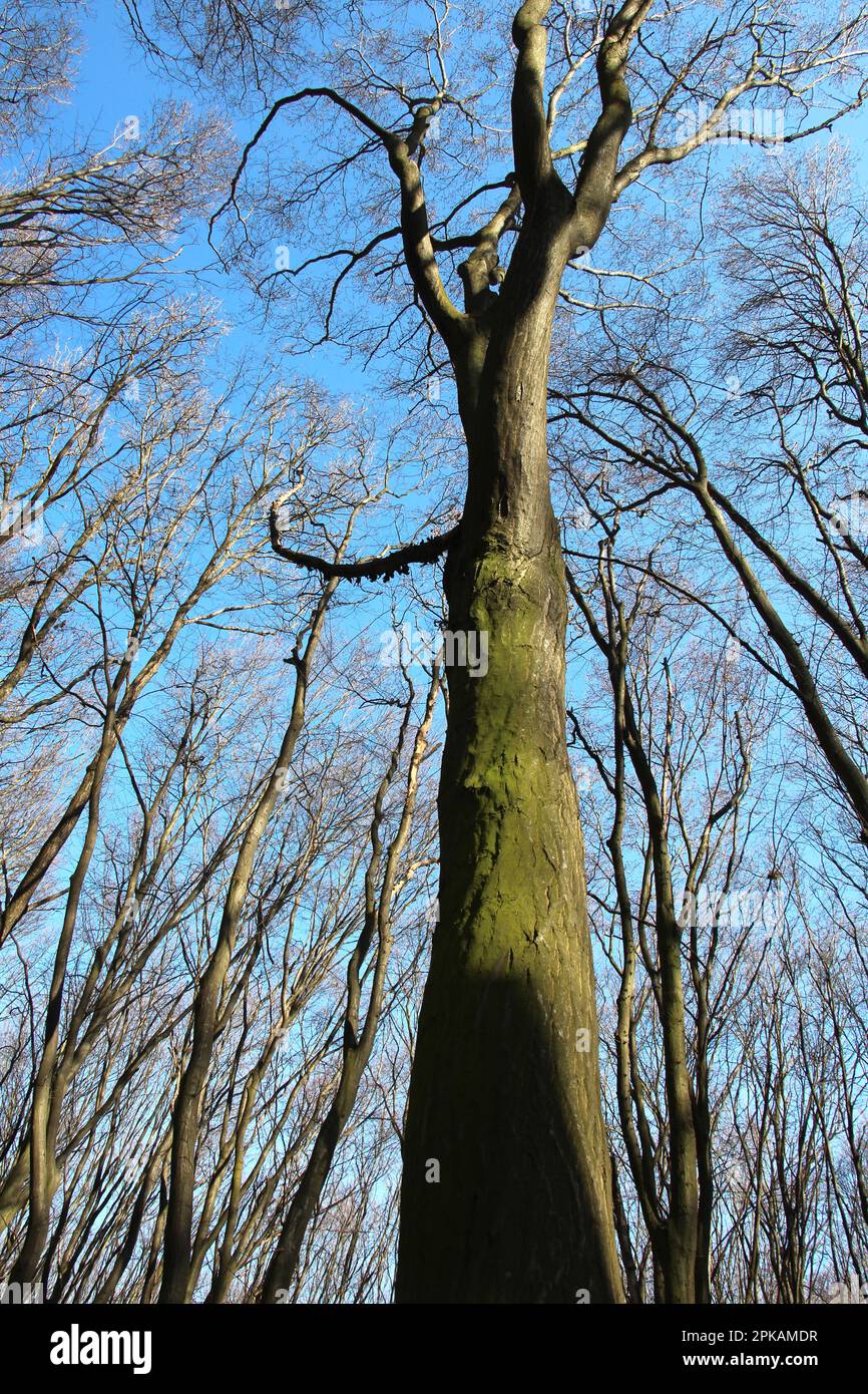 Hornbeam trees solid wood grow in the forest Stock Photo Alamy