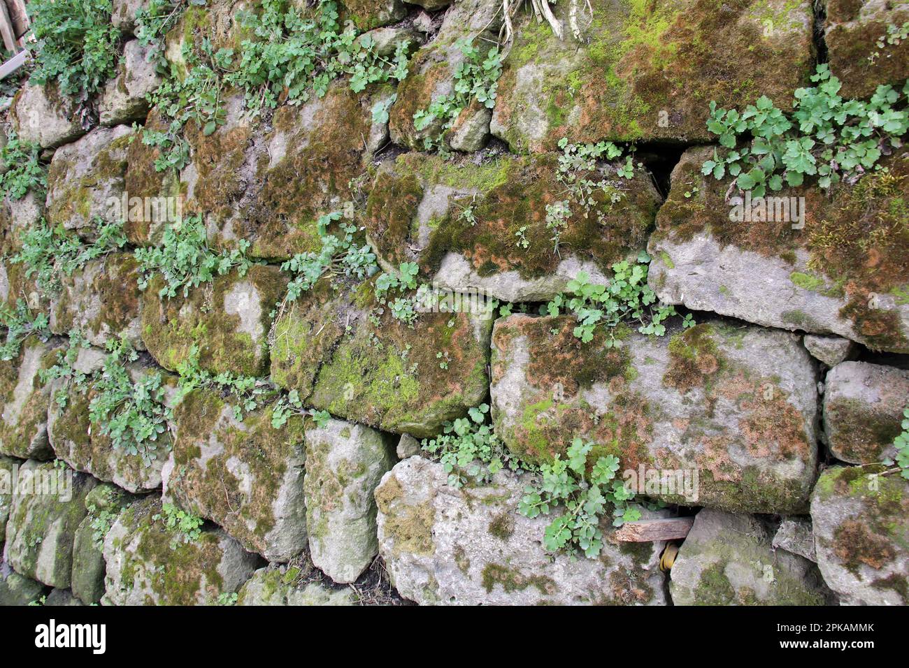 Background with old stone wall and vegetation Stock Photo