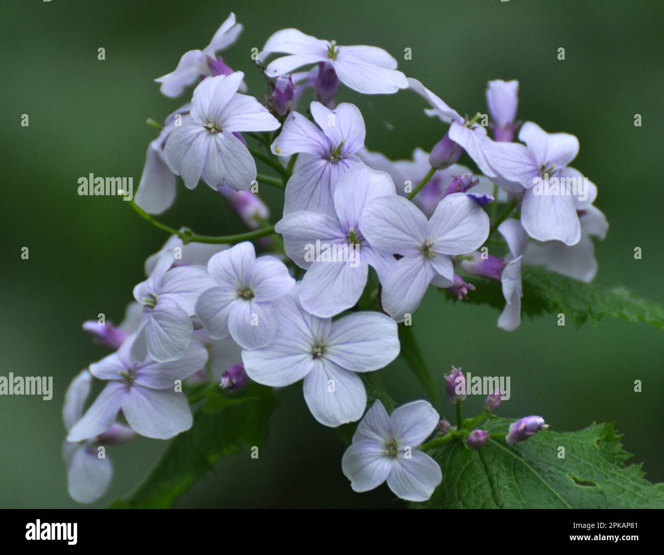 Rediva In spring, Lunaria rediviva blooms in the wild in the forest Stock ...
