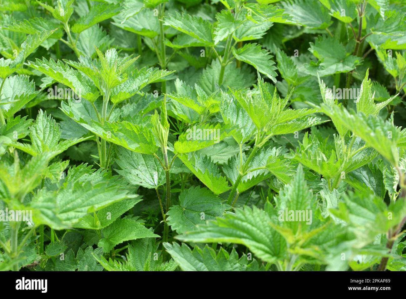 The nettle dioecious (Urtica dioica) with green leaves grows in natural ...