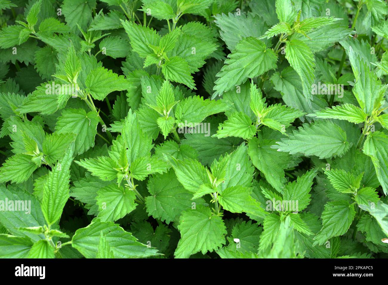 The nettle dioecious (Urtica dioica) with green leaves grows in natural thickets. Stock Photo