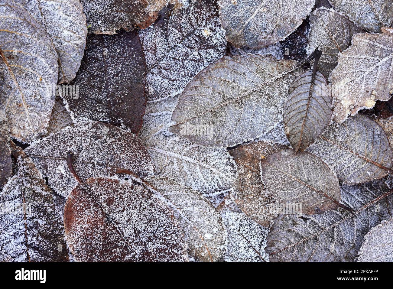 Frost off plants hires stock photography and images Alamy