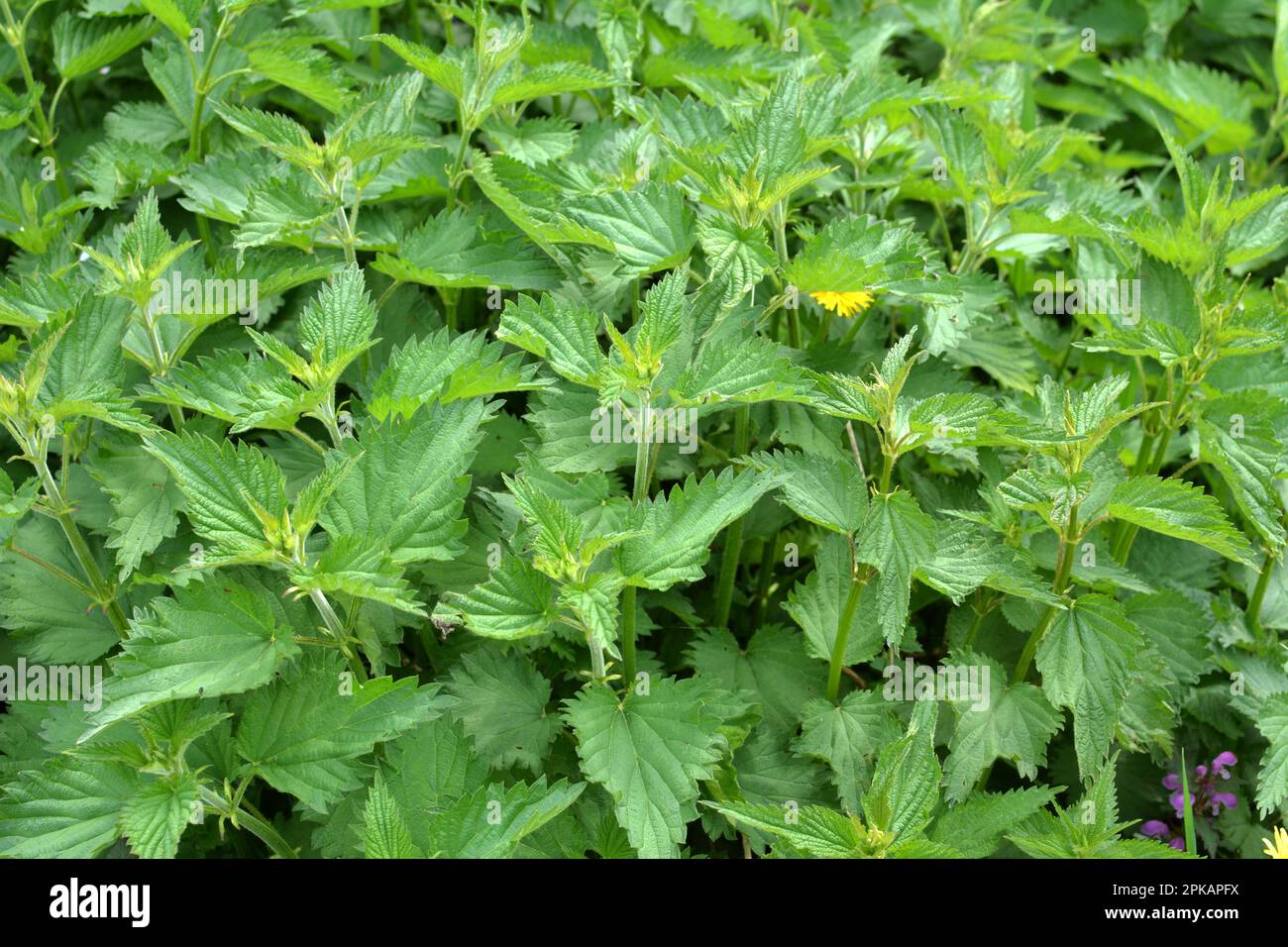 The nettle dioecious (Urtica dioica) with green leaves grows in natural ...
