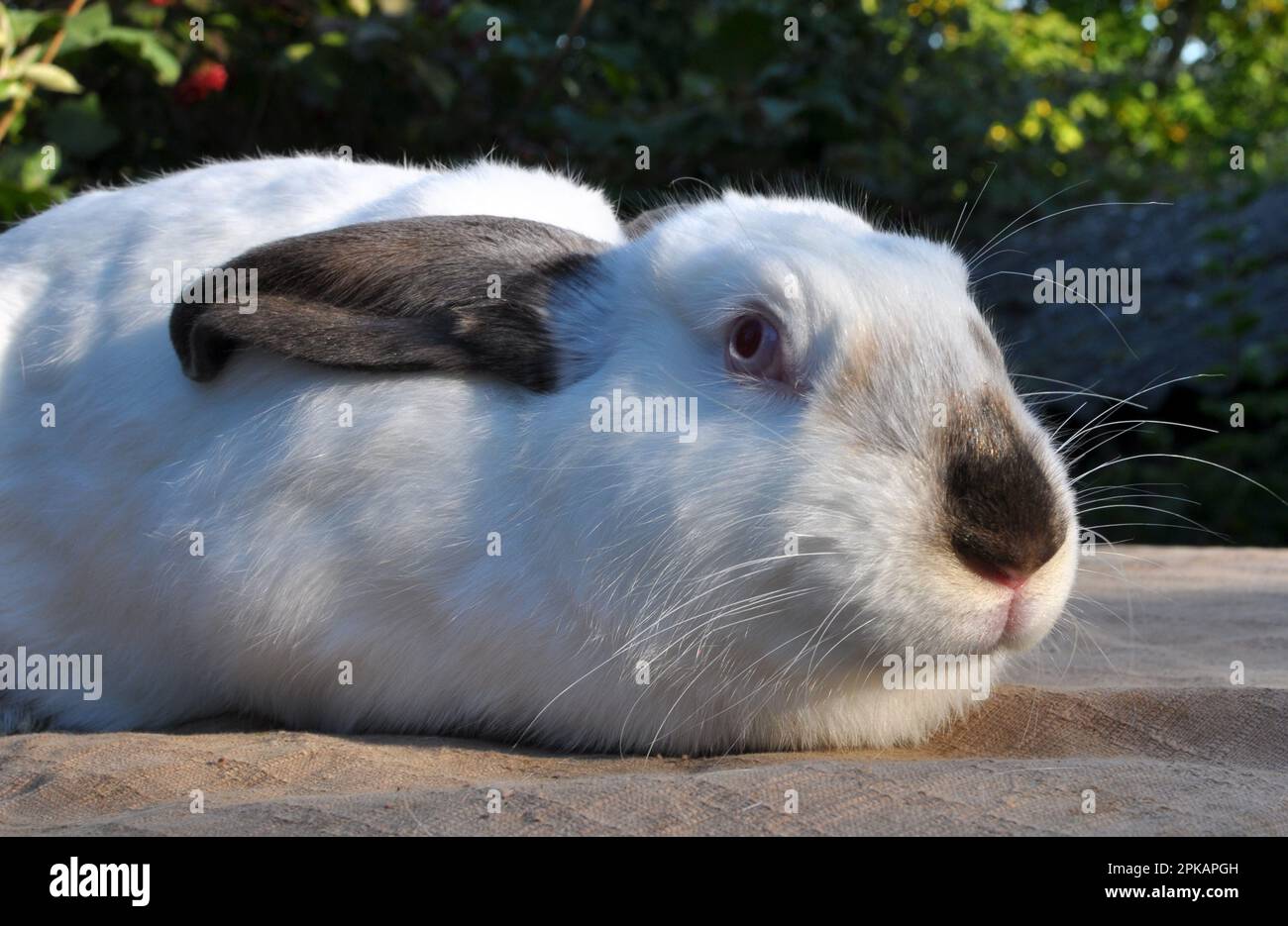 An adult rabbit of the Californian breed Stock Photo - Alamy
