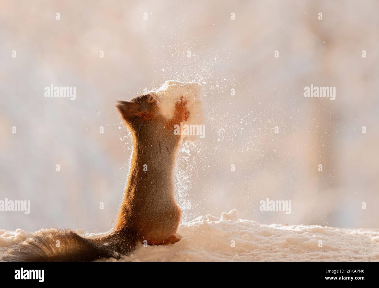 Red Squirrel is holding an exploding snowball Stock Photo