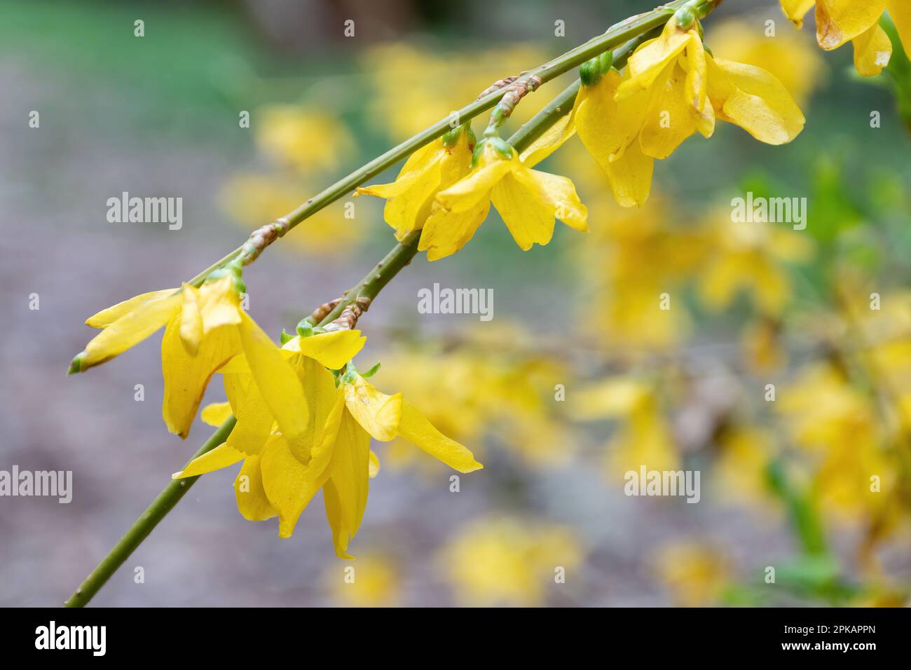 Deep yellow blooms or flowers of Forsythia x intermedia 'Lynwood' variety during spring or April, UK, a deciduous shrub Stock Photo
