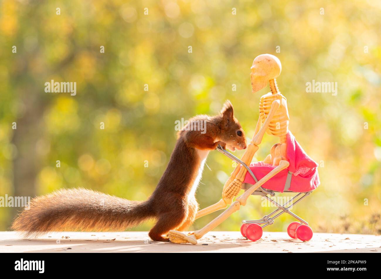 Skeleton in a baby carriage, squirrel pushes it Stock Photo